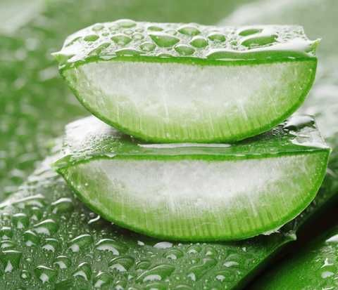 Aloe vera, planta habitual en infusiones y preparados